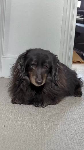 warning: VERY SPOOK!!!! #horrortok #spoopy #longhairdachshund | Oreo Boyboy