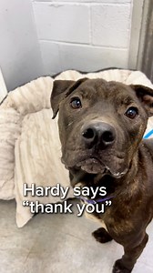 Thank you, CUDDLY, for the incredible generosity shown to Hardy and his friends! From medical supplies to tasty treats and fun toys, these donations have truly made a difference. Hardy's journey to recovery is looking brighter, and his heart is soaring thanks to your kindness! | Southern Pines Animal Shelter