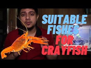 What Are The Suitable Tank Mates For Crayfish?