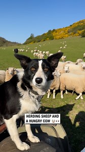 Herding sheep an hungry cow 🐮👀 #sheepdog | Sean The Sheepman