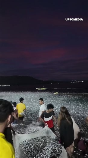 A school of fish appeared mysteriously on a beach and left its inhabitants astonished. | The Kiwi