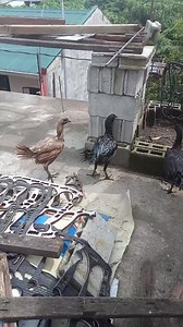 Spark Peruvian Backyard Breeder on Reels