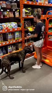 18K views · 136 reactions | Koda the Dutch shepherd puppy, knows how...