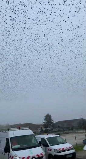 Thousands of starlings create mesmerizing murmuration in Barbezieux, France