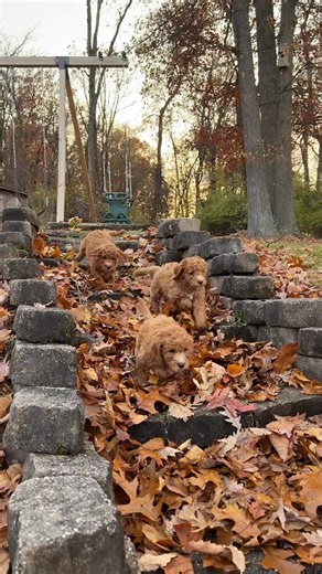 All the joy of a fall afternoon  Our Mini Goldendoodles couldn’t resist the rustle of leaves and a good run down the garden steps — puppy fun in motion. #MiniGoldendoodles #DoodleJoy #AutumnPuppies #GoldenDays #PuppyPlaytime #FallingForDoodles | Puppies by Chris Martin | Facebook