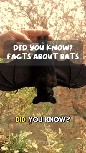 Why Are Bat Wings Different from Bird Wings? Fun Facts About Flying Mammals! ​#Bats​#BatFacts​