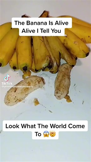 Is the Banana Alive? Exploring Sentient Fruits in Lab Experiments