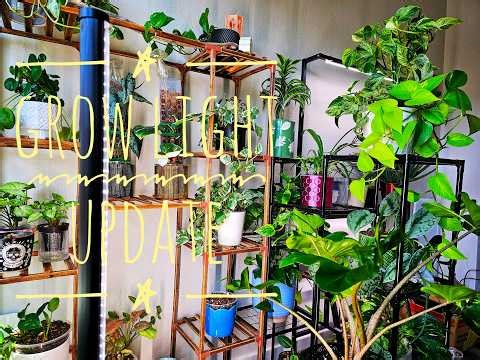 Setting Up My New Grow Light + My Full Plant Lighting Setup