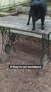 953K views · 1.6K reactions | 3 small dog breeds I DONT recommend for 1st time owners! | Jamie The Dog Trainer | Facebook