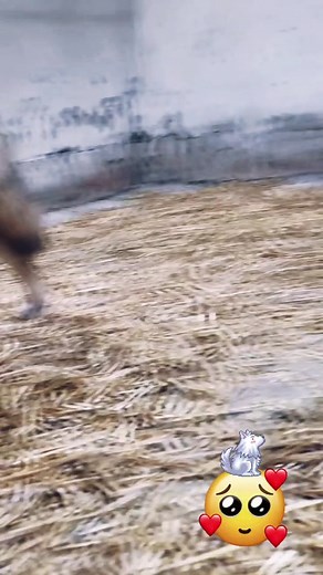 Cuddles for Skye Akela 🥰🐺 Wollt ihr auch mal? #thewolfdogpack #greywolf #lovely #foryou #justwow #wolves #cuddle #sweet #beast #wolflover #love