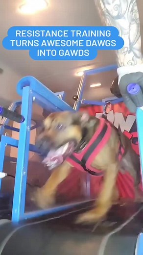 1.9K views · 18 reactions | Resistance training to build stronger dogs #mobiledoggym #dogsofvegas #dogtreadmill #doghealth #dogtv #dogsoflasvegas #dogcommunity #dogtraining #doggy | Run Dawg | Facebook