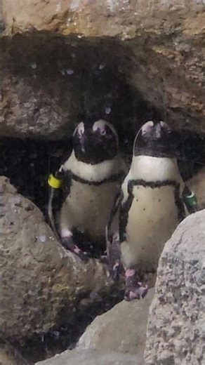 Too Cute! Baby Penguins | Must-See Moment 🐧