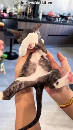 Social fear cat #funny #cat #cutecat #funnycat #fyp | cat