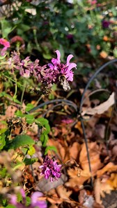 Bumble bee on woodland sage: The unseasonably warm fall has turned normal insect behavior upside down! 🙃 Flowers continue to bloom and feed hungry pollinators. 🐝 | Tenth Acre Farm with Amy Stross