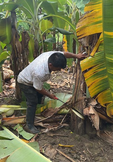 Manejo Integrado de Plagas y Enfermedades en Plátanos