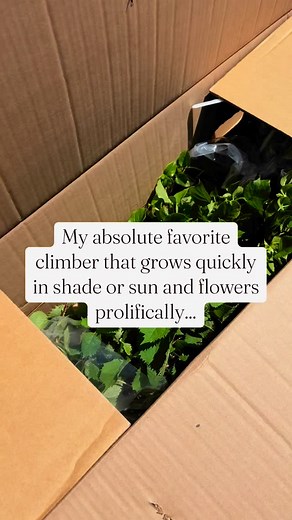 English Cottage Garden Designer | Garden Plans Zone 4-9 on Instagram: "#ad Need a humongous, fast-growing climber? This is it! @gardengoodsdirect sent me these two climbing hydrangeas to flank my bay window and I cannot wait for them to grow!😍 They shipped in large gallon containers so they’ll have a jump start! I love climbing hydrangeas because they cling to surfaces without damaging them. They produce fragrant beautiful white flowers. They aren’t evergreen, but their vines can easily cover 3