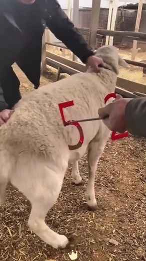 Sheep Branding with Red Hot Iron (It's Just Paint!)