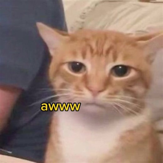 Funny Cat Dance Compilation That Will Brighten Your Day