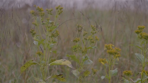 Soil is a complex, living system shaped by both biology and management. At Chancellors Rock Farm in Flint Hill, Virginia, Smithsonian researchers are studying how soil biology, plant communities and grazing practices interact across working lands. This research highlights why partnering with farmers and producers is essential to studying real-world systems and turning research into practical knowledge that supports productive farms and resilient landscapes. This #FarmFriday, we’re focusing on ho