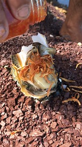 Ocean-Fresh Oysters: A Guide to Catching, Shucking, and Eating with Flavor #fishing #fishinglife #flyfishing #bassfishing #fishingtrip #fishingislife #carpfishing #fishingaddict #fishingdaily #fishing🎣 #troutfishing #predatorfishing #fishingisfun #fishingforlife #goprofishing #fishingadventure #fishingdays #fishingcommunity #fishingislife🎣 #fishingtime #fishingdock #fishingday #fishingboat #saltwaterfishing #kayakfishing #spearfishing #sportfishing #icefishing #pikefishing #lurefishing | Ahlik