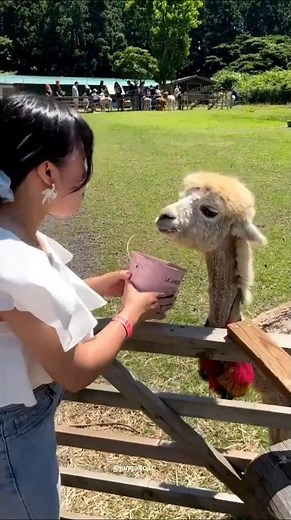 Why does alpaca spit on people’s faces? #alpaca #shorts #facts
