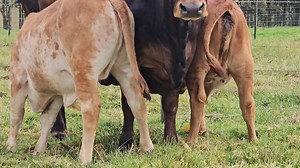 23K views · 596 reactions | Boran X Beefmaster cow with twin Boran 'X' heifer calves, 4 months old! | Peinke Ranch Cattle - Boran and Africa Droughtmaster | Facebook