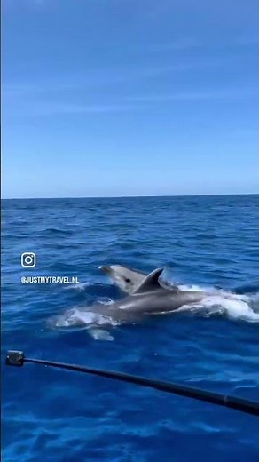 Alcudia Mallorca Dolphins #island #mallorca #alcudia
