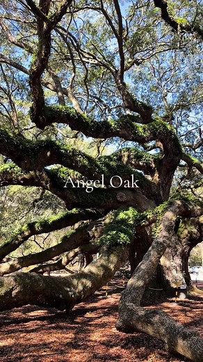 Angel oak is a 400-500 year old tree in South Carolina outside of Charleston that feels right out of a fairytale #nature #angeloak #charleston