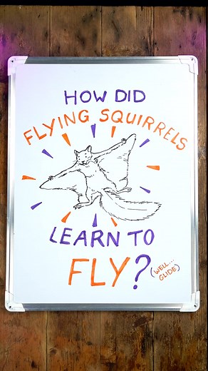 Evolution of Flying Squirrels: How Did They Learn to Fly?