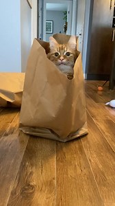 The cat's out of the bag! | The Oreo Cat