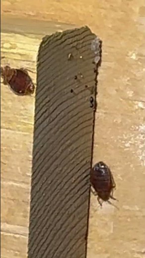 How Big is a Bed Bug? (Real Adult Bed Bugs on a Bed Frame)