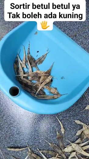 177K views · 501 reactions | Dried seamoth Dalam bahasa latin Pegasus Fish | Mualim Crawfish Berkah Rmd | Facebook