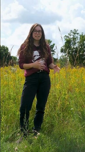 Big Bluestem: Illinois's State Grass