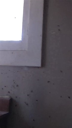 MASSIVE #cockroach infestation! #pestcontrol #exterminator #roach #infestedwithroaches #smallbusiness #rochesterny #rochester #shocking