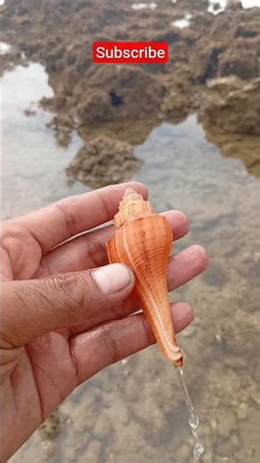 This sea shell is orange #seashells #seashellstory #sea