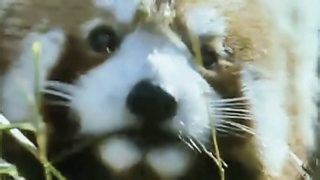 The Trials of Life: Finding Food | BBC Documentaries