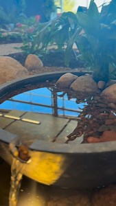 Turn your sound on 🌊✨ Our brand-new build inside the Aquascape Pond Shop is officially flowing, and it sounds just as good as it looks. From cascading waterfalls to gentle spillways, every drop was designed to bring that peaceful feeling right here to Saint Charles. Stop in, take a listen, and experience the calm for yourself. 💧 #waterfall #asmr #pond #water | Aquascape Pond Shop