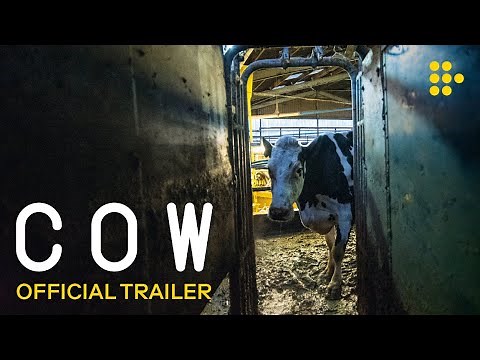 COW | Official Trailer | Now Streaming on MUBI
