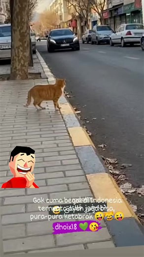 kelakuan oyen jadi ngakak 😜😹😜 #kucingoyenlucu #pecintakucingkampung #💜