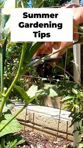 Growing Okra 🌞 Summer Harvest & Gardening Tips You Need to Know!