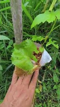 #grapevines #ruraltourism #grapes #grafting #gardening #viticulture