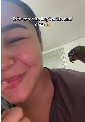 Por su comportamiento tan Mansito si fue de alguien, pero por sus alas tan brillantes y lindas, se fue hace un tiempo de su hogar, aquí cerca hay un árbol grande y llegan manadas de ellos, él se quedó, vio a mi pareja en el patio y se le puso ahí mismo Tengo varias preguntas ¿Será hembra o machito ? Si no aparece su dueño con pruebas, me lo quedaré, pero como le llamaremos ? Estaba pensando kirita o kirito, que tal ese nombre ? #fyp #parati #cotorritos #fortou