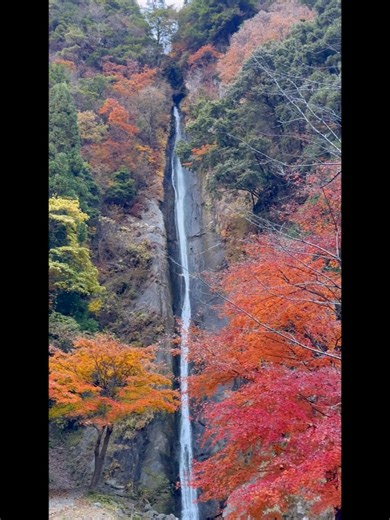 𝐒𝐈𝐍 // 静岡 山梨グルメ⋆富士山⋆滝 on Instagram: "⋆ 紅葉と滝を感じに早川町へ🍁 ー山梨県早川町ー 見神の滝 2025.11.22 #山梨滝 #山梨紅葉 #奧山梨はやかわ推しフォトキャン"