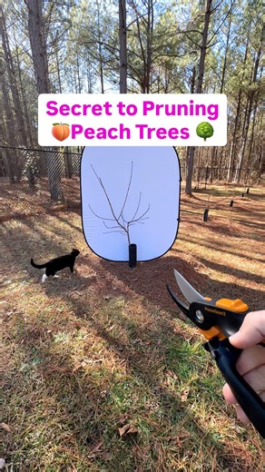 What questions do you have about pruning peach trees? 🍑✂️ ✅ Start young with a heading cut between knee and hip height to open the center 🌳 ✅ Remove growth heading back toward the middle each year ✂️ ✅ Keep a few evenly spaced scaffolds around the trunk 🌿 ✅ Eliminate dead, damaged, or crowded branches 🍃 ✅ Always cut back to an outward facing bud ☀️ Drop your questions below 👇🍑 #PeachTree #FruitTreeCare #BackyardOrchard #GardenTips #GrowYourOwn | Uncle Josh Gardens