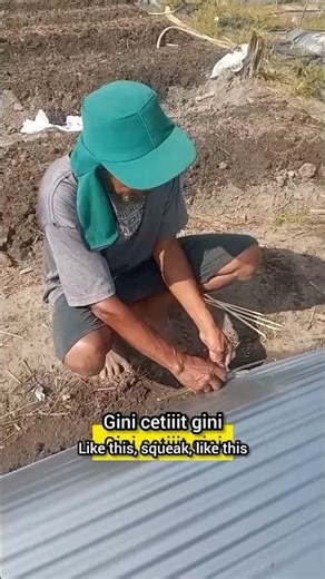 installing plastic mulch #paksri #agriculture #farmers