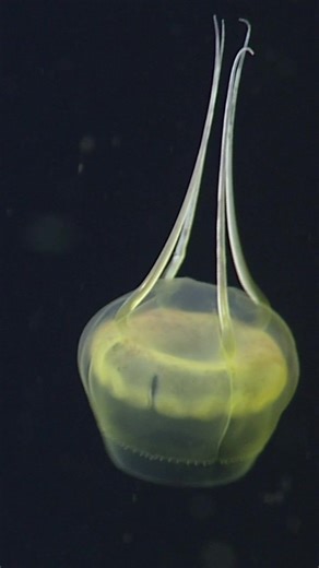 Midweek moment of zest 🍋〰️⁠ ⁠ The lemon jelly, Aegina citrea, is different from many other jellyfish because it has only four tentacles extending from its bell. Although jellies in the genus Aegina are relatively well known, they often surprise scientists by evolving unusual forms or colors in deep water.⁠ ⁠ A surprisingly large proportion of these gelatinous marine animals have yet to be named and classified because they disintegrate when collected by traditional sampling tools like trawl nets