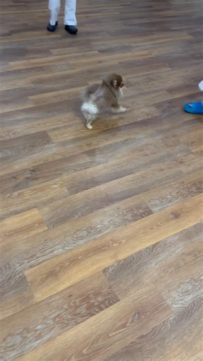 We had a very important visitor after Judo today, Say hello to Tokyo! 🐶 | Judo 4 Juniors