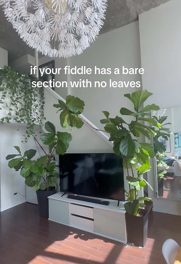 Fiddle Leaf Fig Care: Notching for Healthy Growth