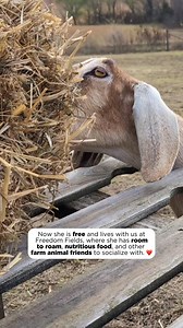 🐐 Did You Know? Goats are used in animal testing, too. 💔 Goats are often subjected to painful biomedical and agricultural experiments. From toxic exposure to invasive procedures, their lives in animal-testing labs are filled with fear and suffering, all in the name of outdated research. This is Billie. We rescued her in 2024 from an animal-testing facility. She now lives with us at Freedom Fields sanctuary. She’s safe, free, and living proof that every animal deserves a second chance. Billie i