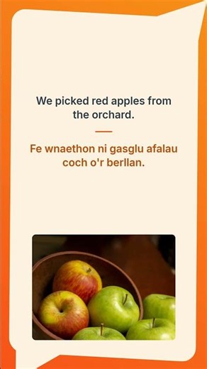 We picked red apples from the orchard